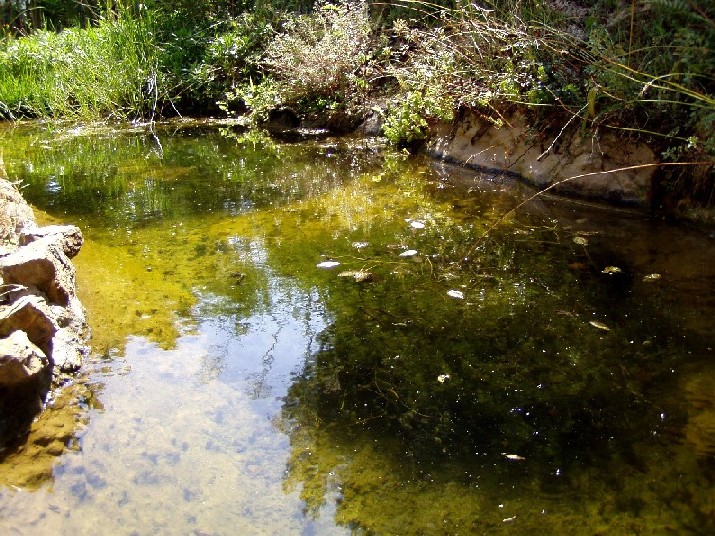 Il Laghetto del Centro di Entomologia - Piombino (LI)